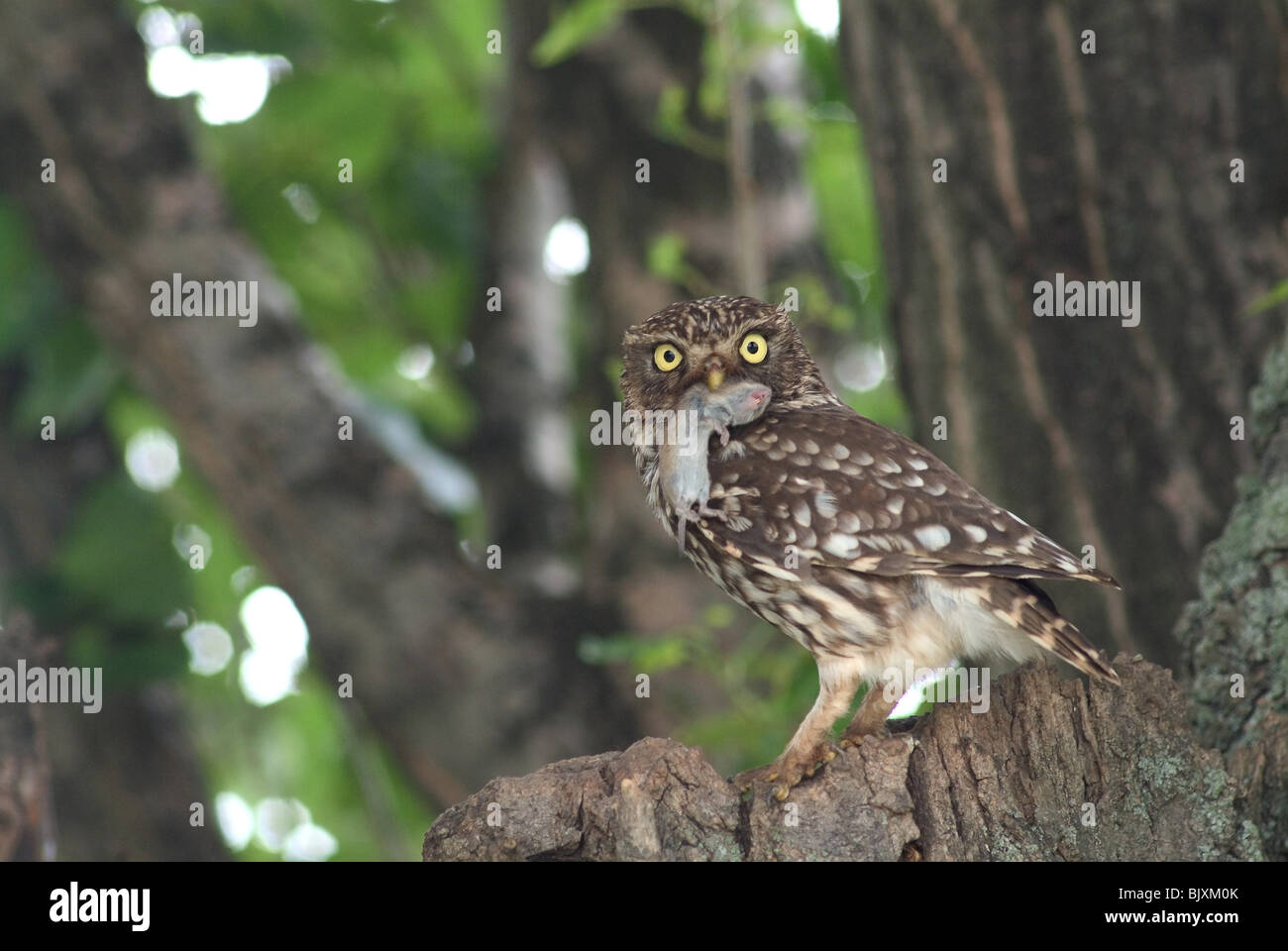 Petit Hibou Banque D'Images