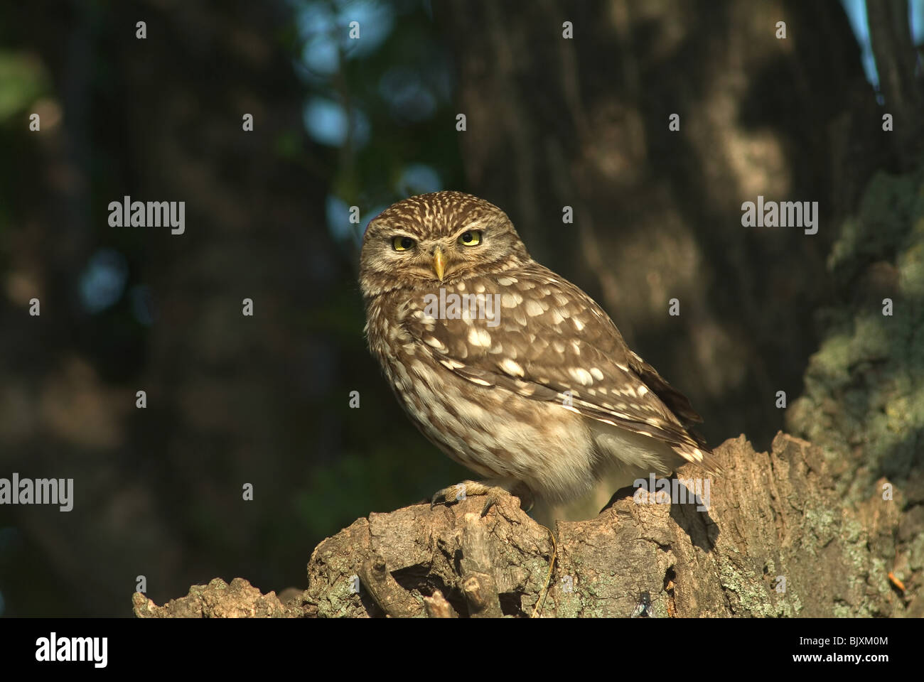 Petit Hibou Banque D'Images
