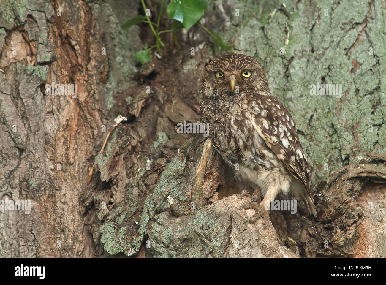 Petit Hibou Banque D'Images