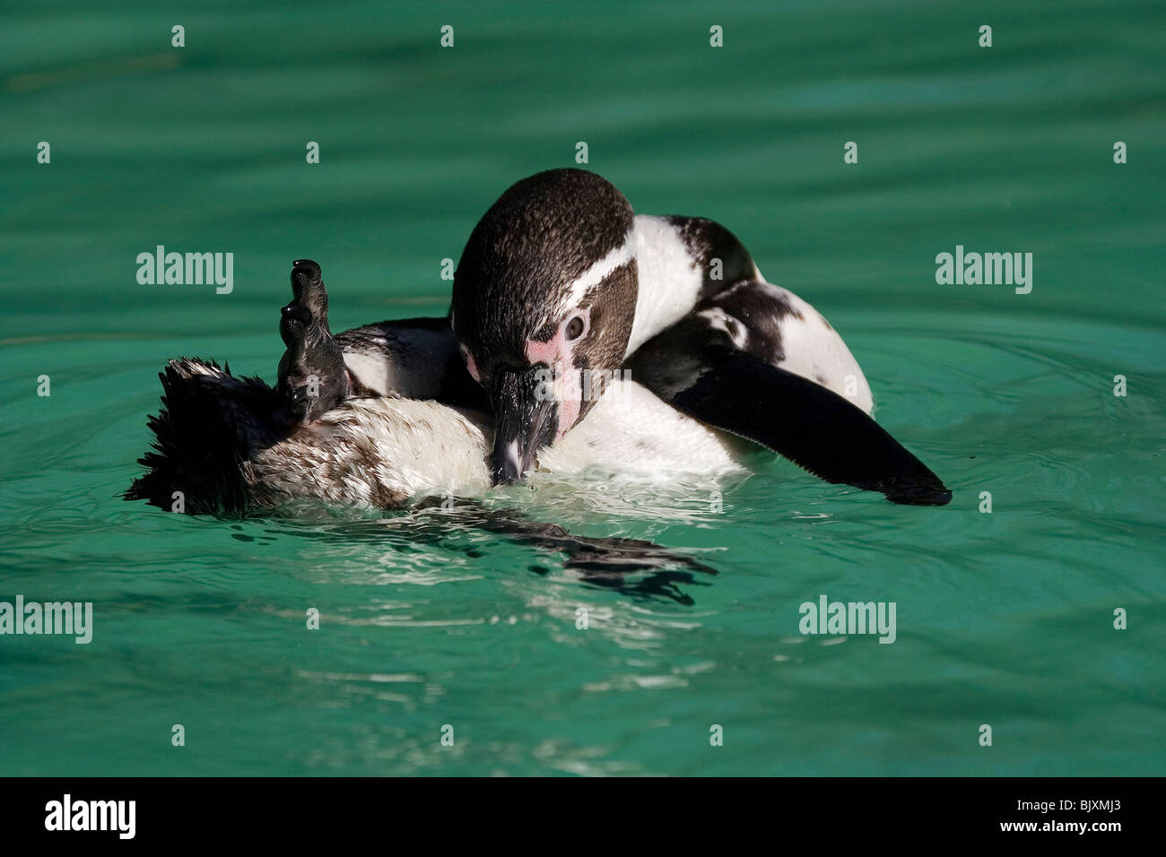 Natation penguin Banque D'Images