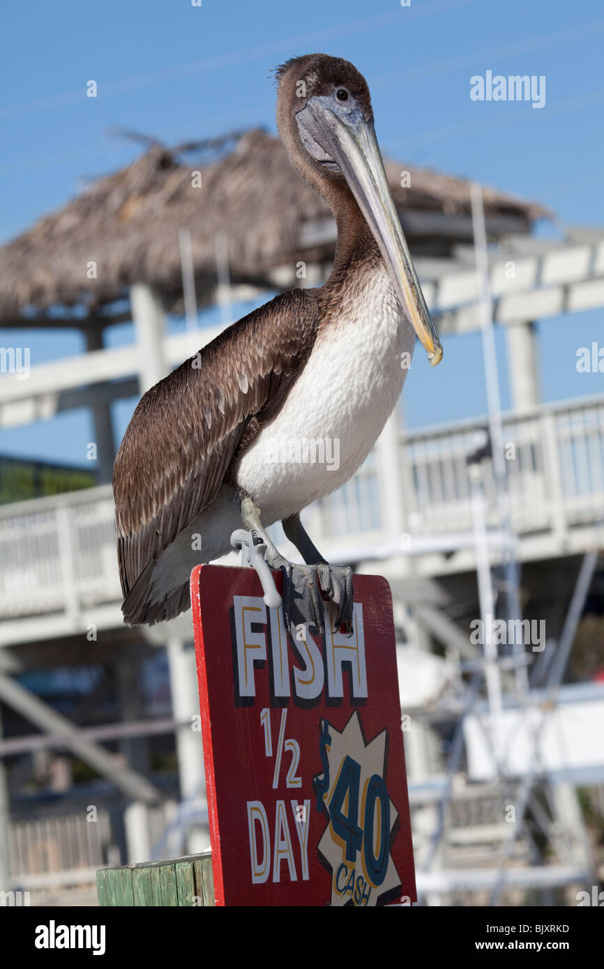 Pélican brun - Pelecanus occidentalis, Key Largo, Florida Keys, États-Unis Banque D'Images