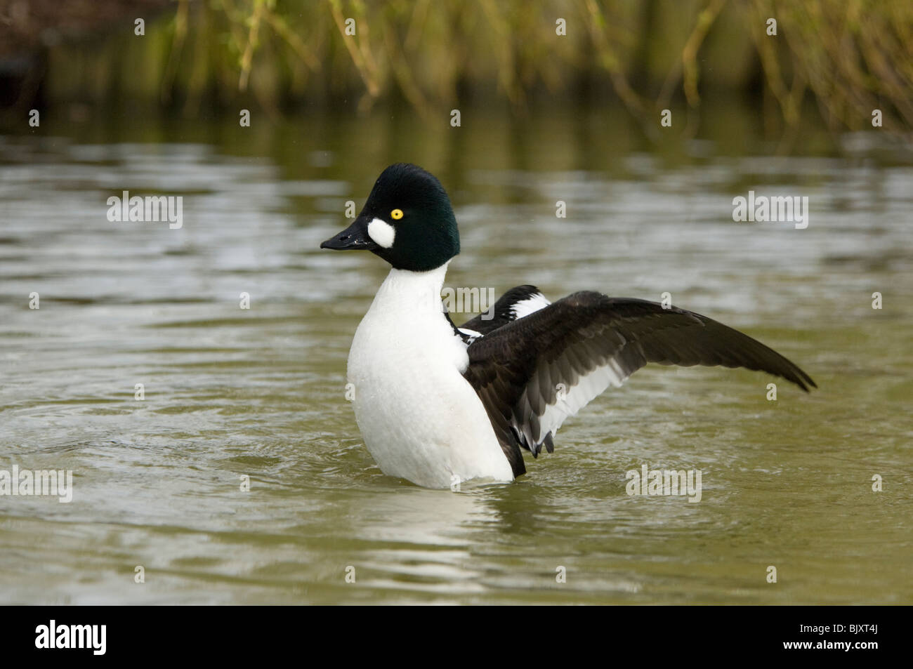 Goldeneye Bucephala clangula (mâle), Surrey, UK Banque D'Images