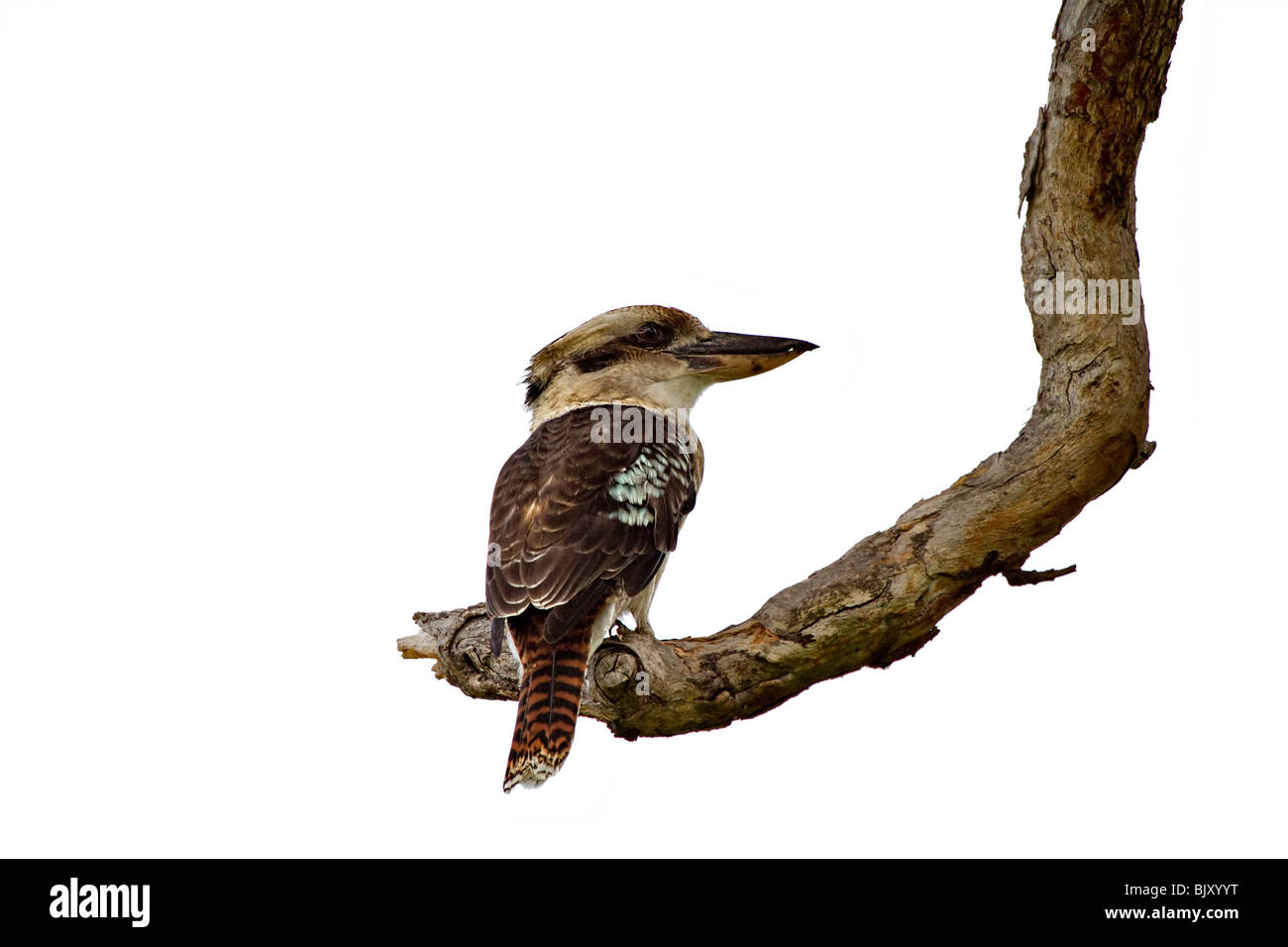 Laughing Kookaburra Dacelo novaeguineae, femme, Banque D'Images