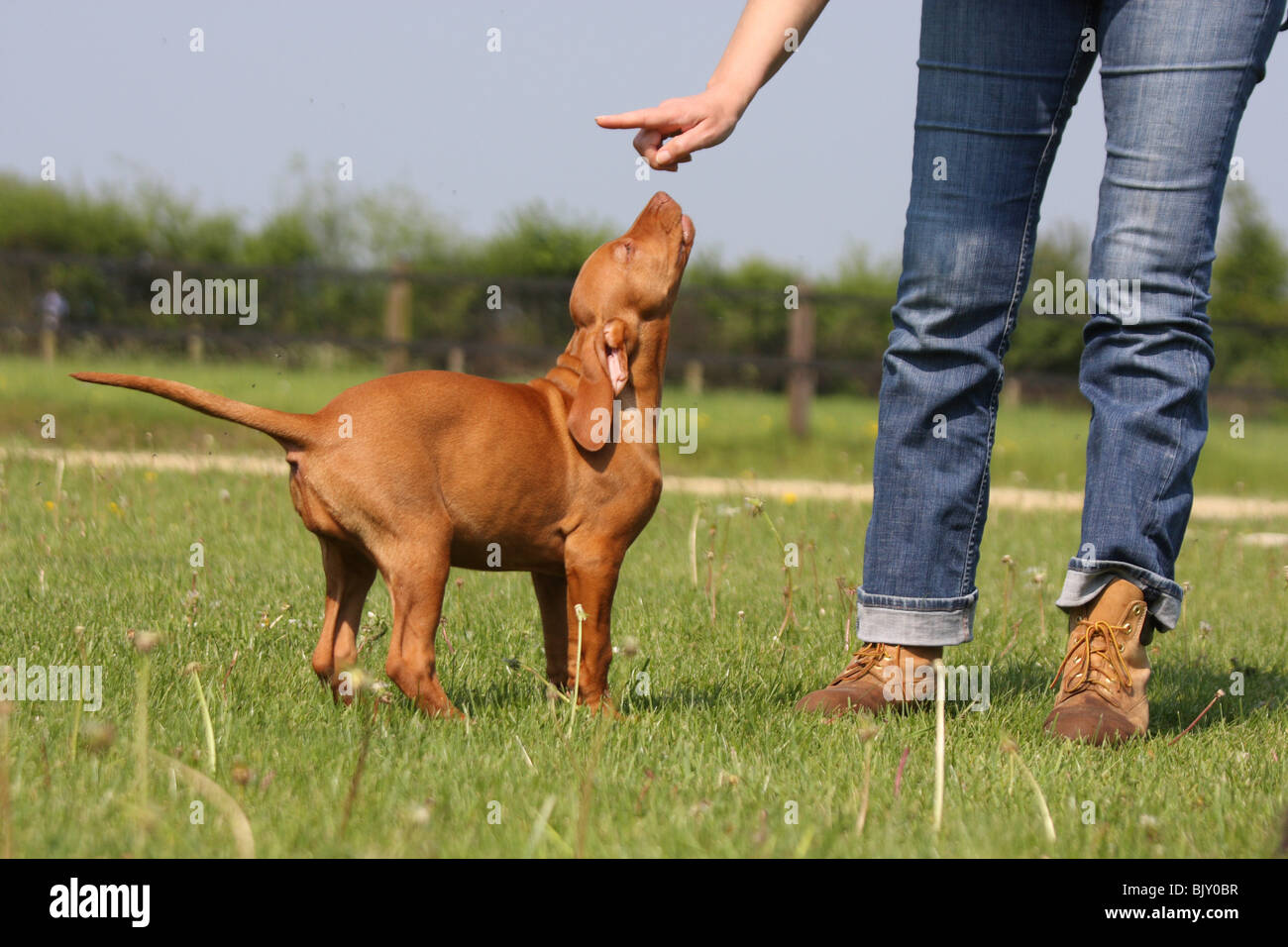 Magyar Vizsla devint Welpe mit Mensch / Magyar Vizsla devint chiot avec les droits de Banque D'Images