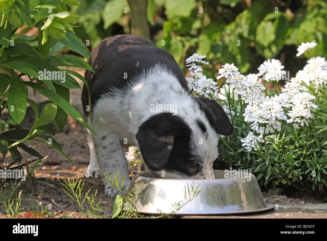 Chiot bâtard de l'alimentation Banque D'Images