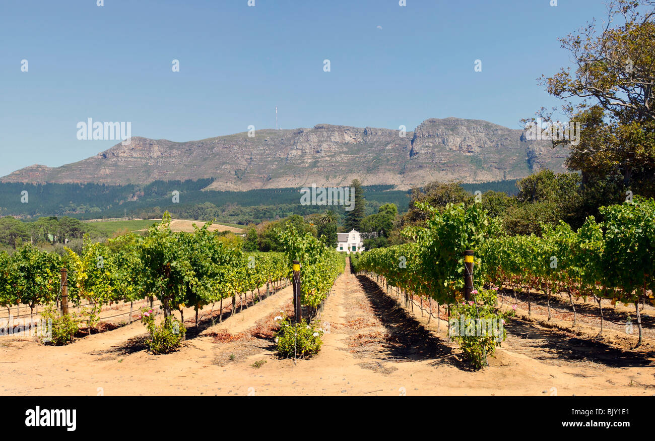 Panorama d'un homestead Cape Dutch traditionnels sur une ferme appelée vin Buitenverwachting à Constantia, Cape Town, Afrique du Sud Banque D'Images