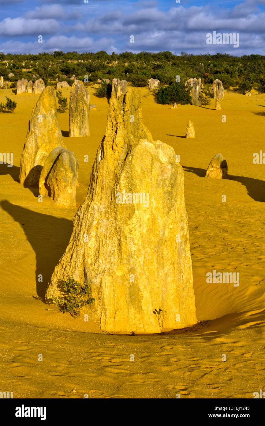 Les Pinnacles, le Parc National de Nambung, dans l'ouest de l'Australie. Des formations de roche calcaire étrange dans un désert de sable jaune. Banque D'Images
