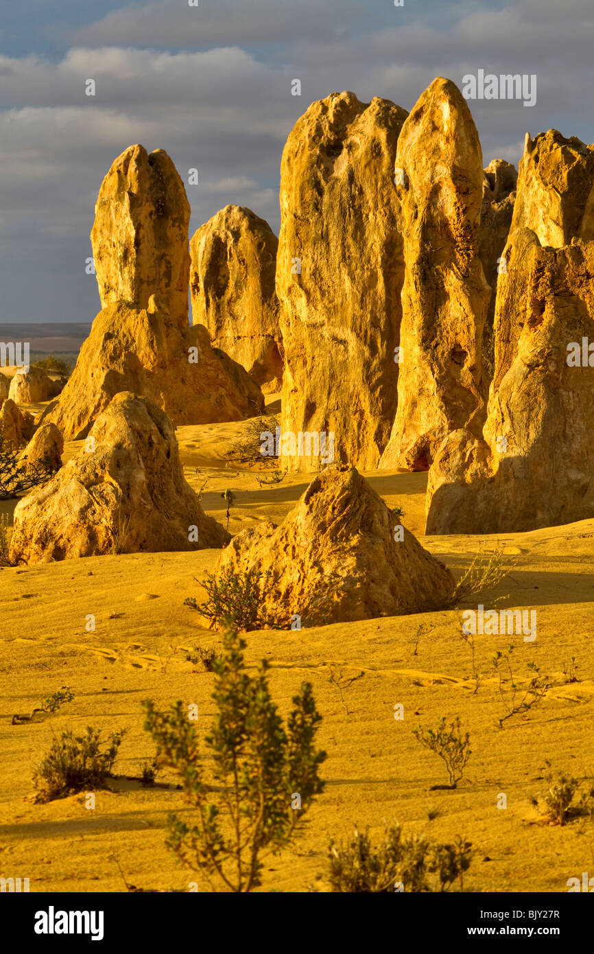 Les Pinnacles, le Parc National de Nambung, dans l'ouest de l'Australie. Les clochers de calcaire dans un désert de sable jaune. Banque D'Images