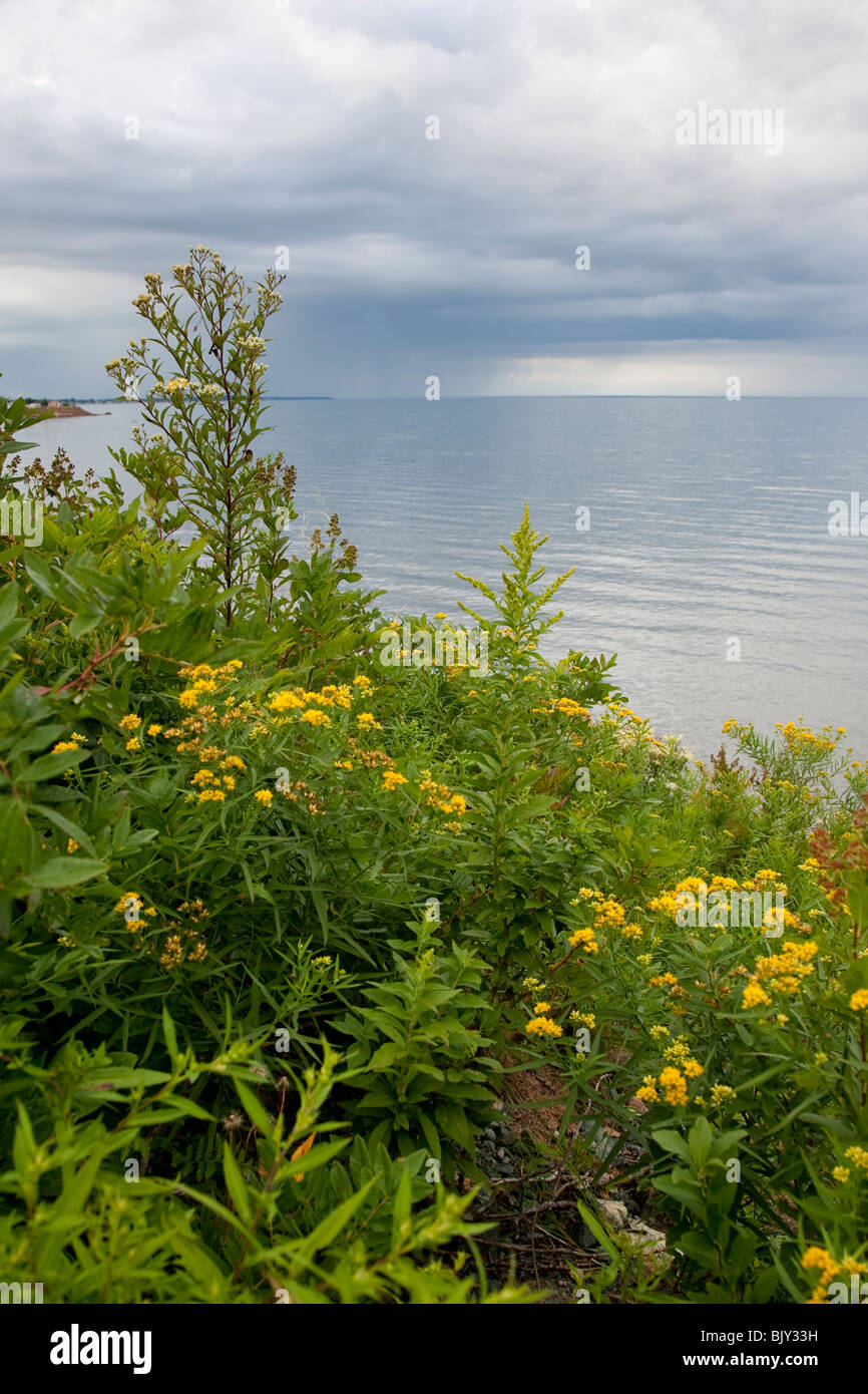 Fleurs sauvages et le détroit de Northumberland, en Nouvelle-Écosse, Canada un jour de pluie. Banque D'Images