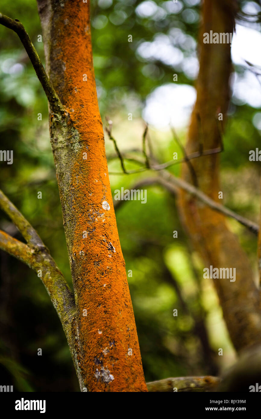 Tronc de l'arbre branche orange bois Banque D'Images