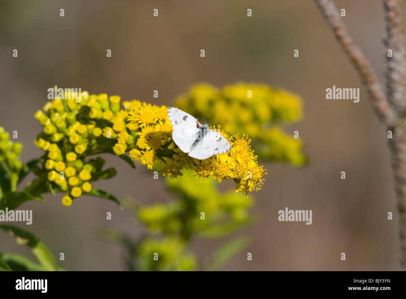 Papillon blanc à carreaux Pontia protodice () Banque D'Images