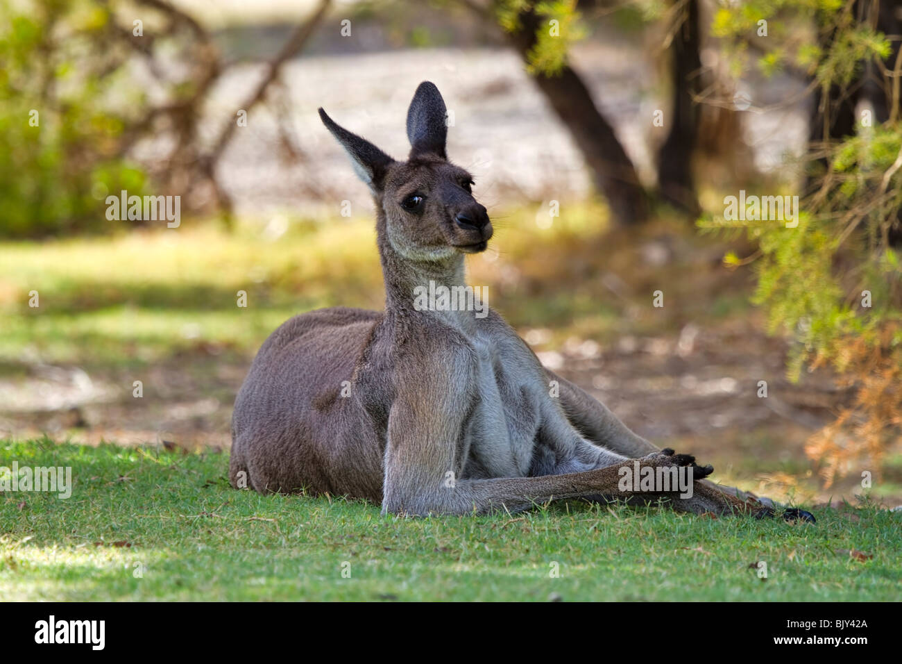 Kangourou gris de l'Ouest (Macropus fuliginosus) reposant à l'ombre dans la chaleur du jour Banque D'Images