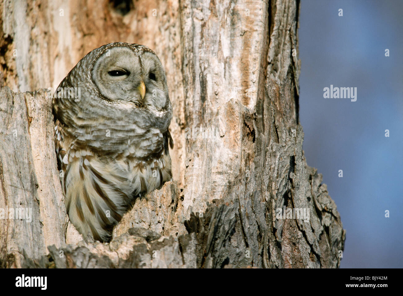 La Chouette rayée (Strix varia varia), Inwood Hill Park, New York City, New York Banque D'Images