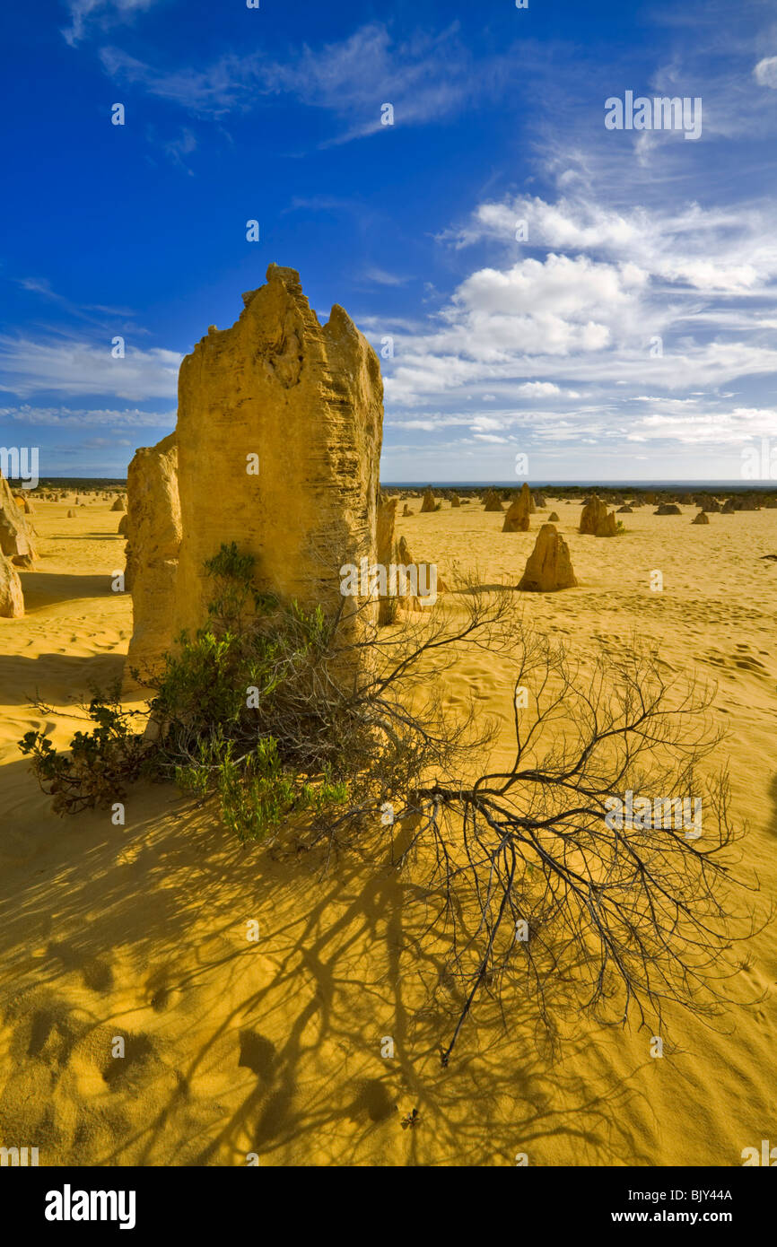 La croissance de la végétation du désert dans l'abri des plus grands piliers de calcaire au Parc National de Nambung Pinnacles, Australie occidentale Banque D'Images