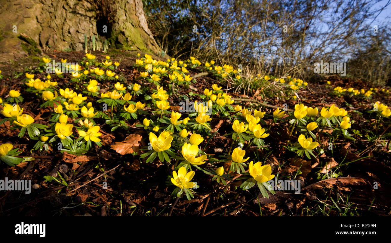 Fleur d'hiver Eranthis hyemalis Aconites aconit Banque D'Images