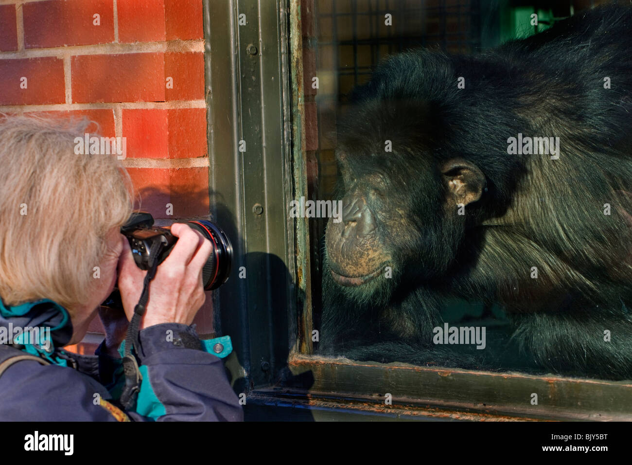 Gratuit Images Monkey Chimpanzee Photos Monkey Chimpanzee Images Alamy actualisé salutations