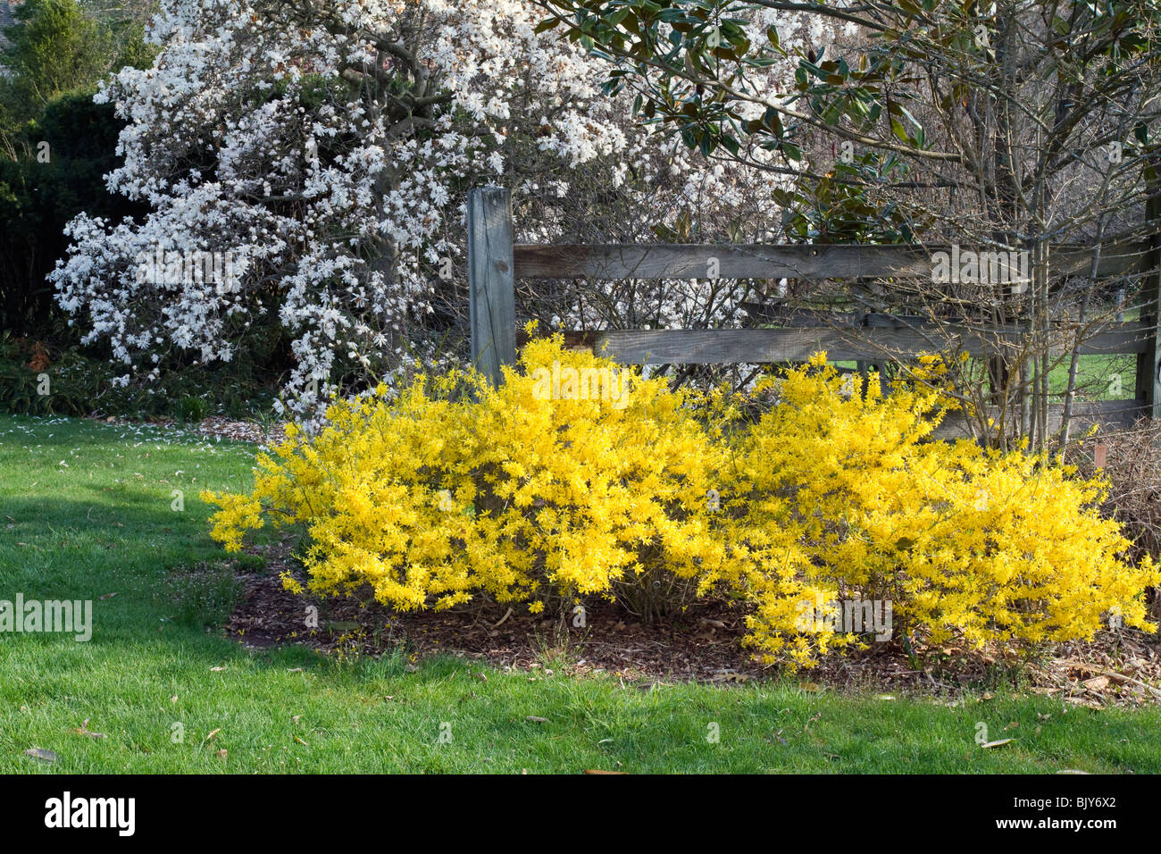 Forsythia en fleurs, une clôture, genêts en fleurs magnolia. Banque D'Images