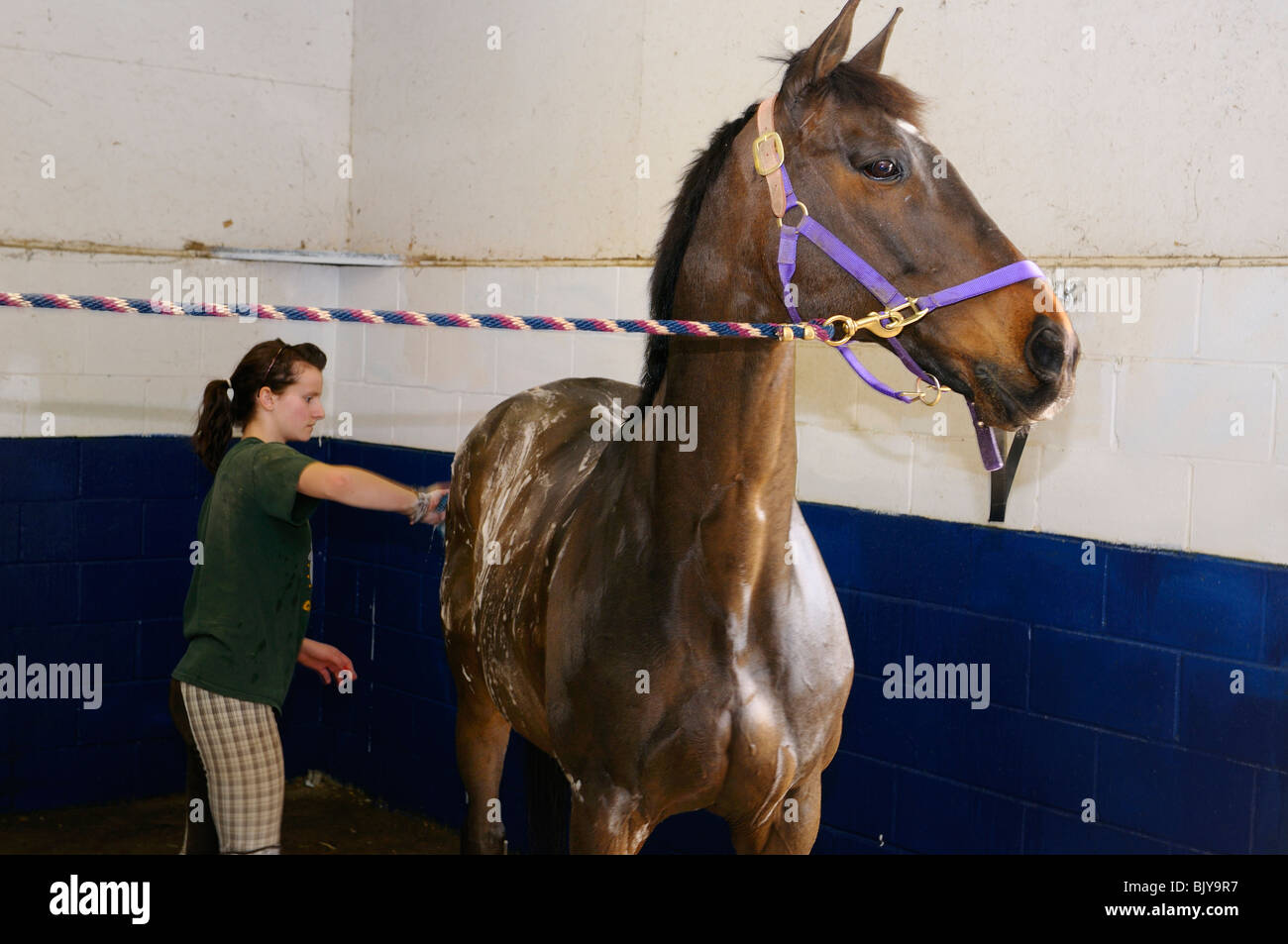Jeune fille le récurage et le nettoyage un cheval attaché dans la cabine de douche Banque D'Images
