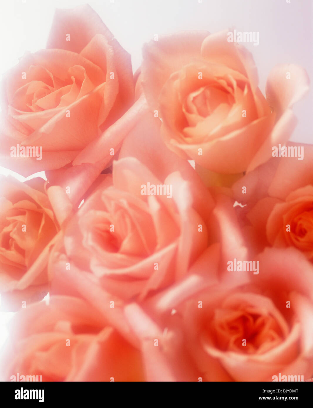 Roses rose, close-up Banque D'Images