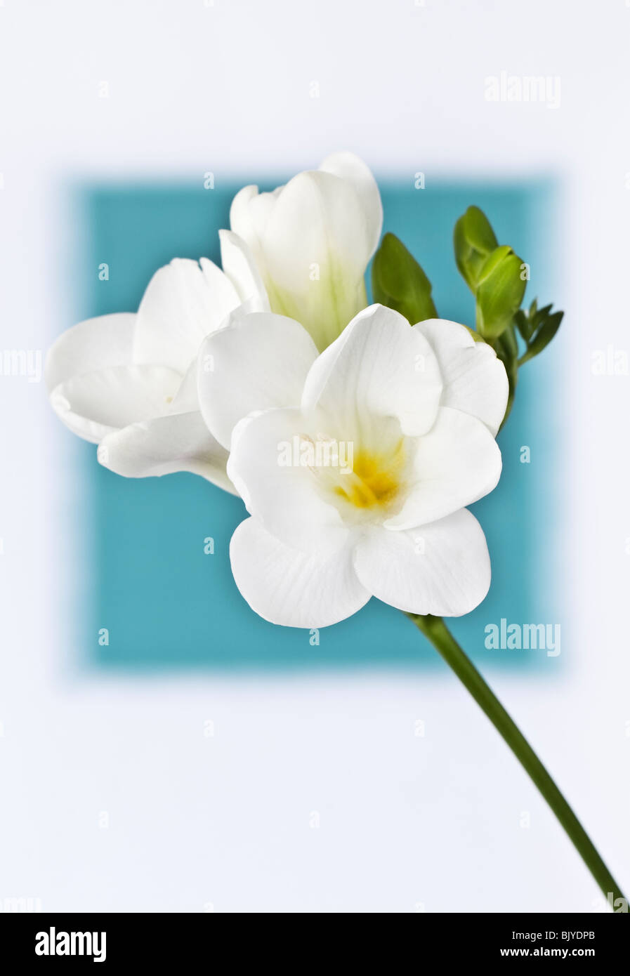 Freesia blanc fond cyan floue Banque D'Images