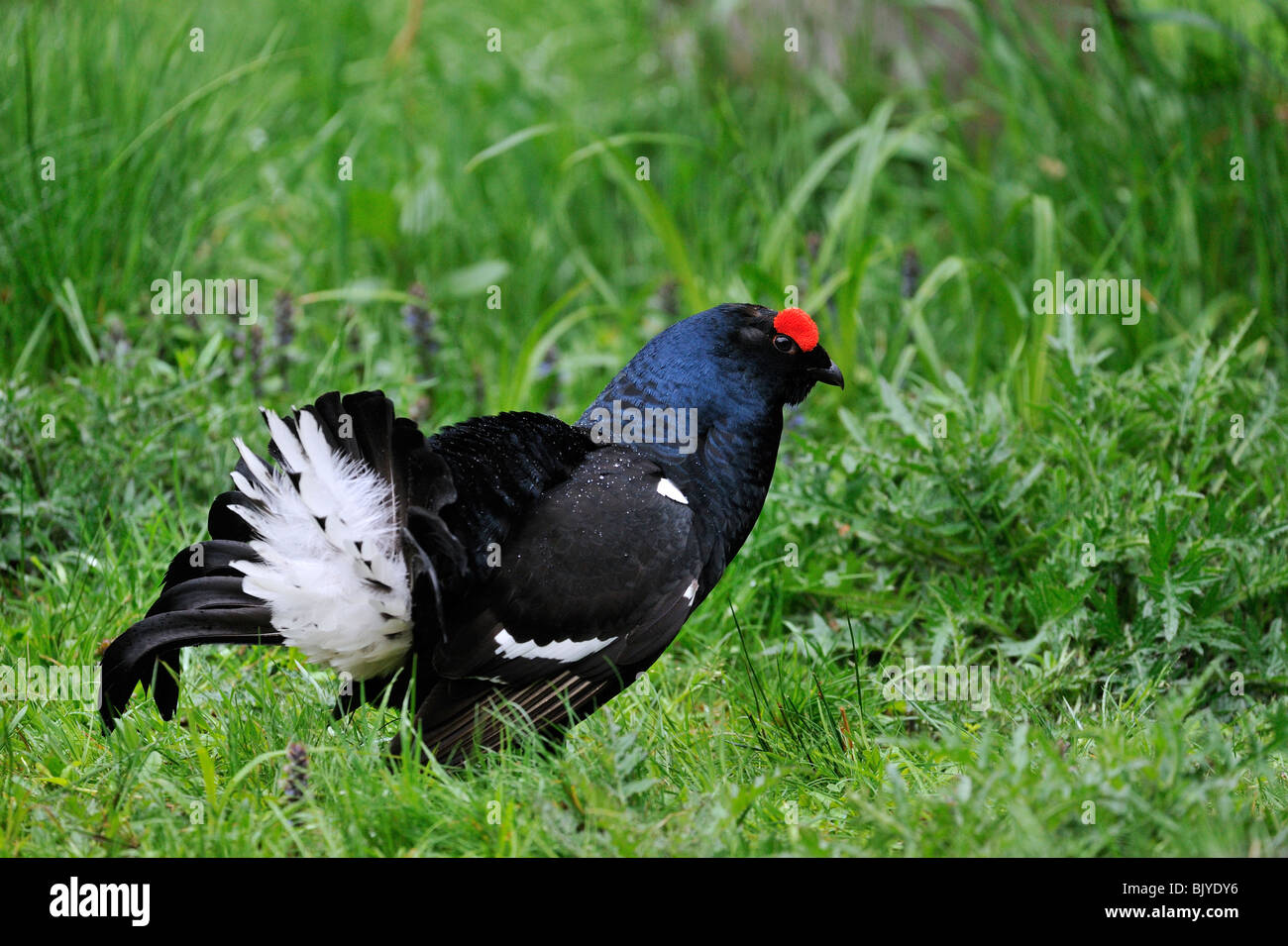 Lyrurus tetrix tétras (Tetrao tetrix) mâle / affichage Banque D'Images