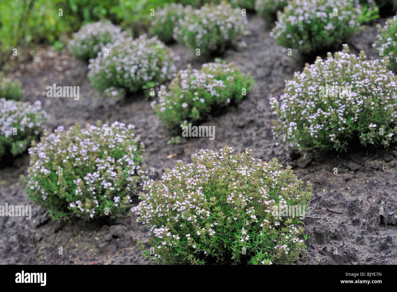 Thym thym commun / jardin / allemand le thym (Thymus vulgaris) en fleur dans un jardin de fines herbes Banque D'Images
