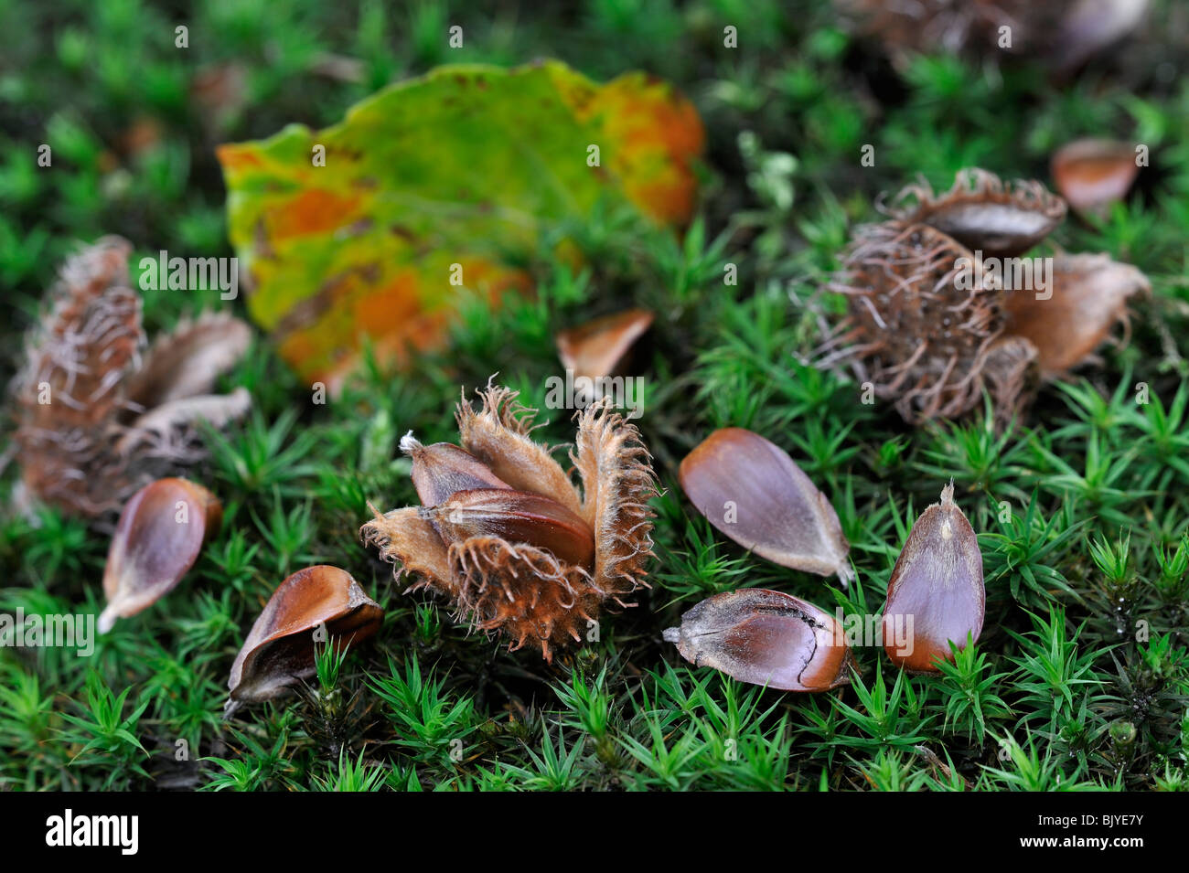 Feuilles de hêtre, cupules et écrous / seeds (Fagus sylvatica) sur le sol de la forêt en automne, Belgique Banque D'Images