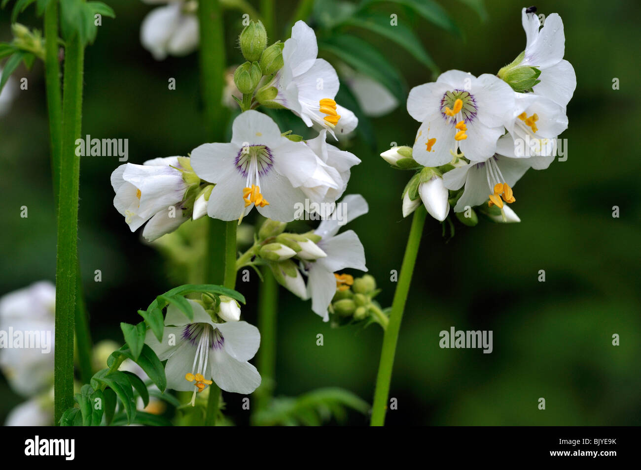 L'échelle de Jacob / valériane grecque (Polemonium caeruleum) en fleurs au printemps Banque D'Images