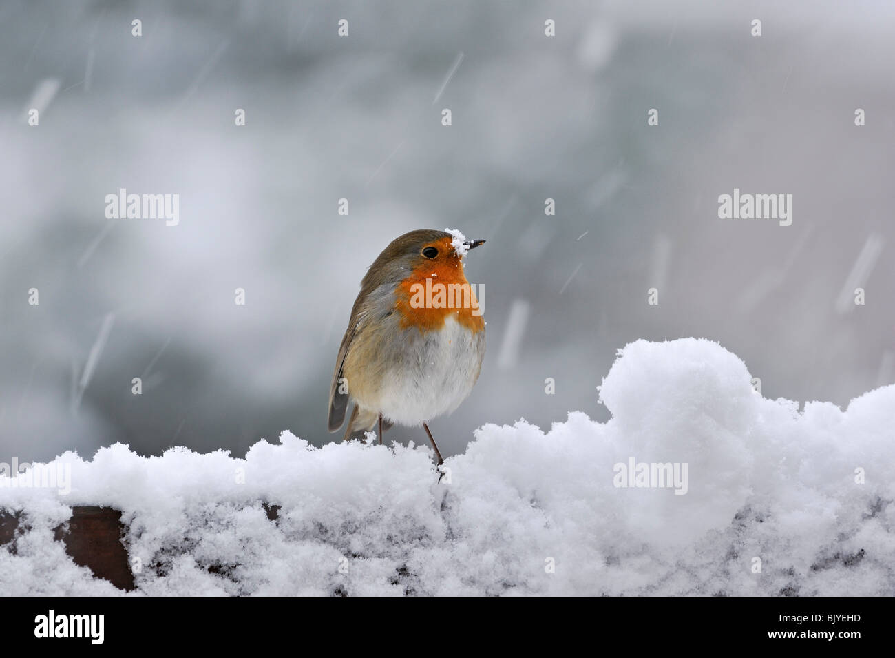 European Robin (Erithacus rubecula aux abords) dans la neige en hiver Banque D'Images