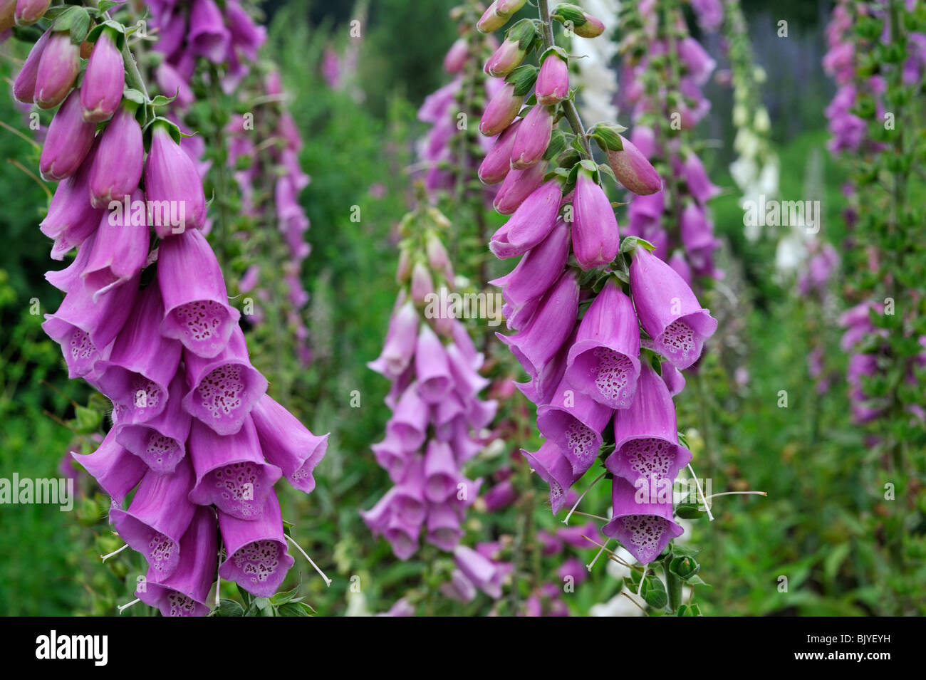 La digitale la digitale pourpre / communes / Lady's glove (Digitalis purpurea), Belgique Banque D'Images