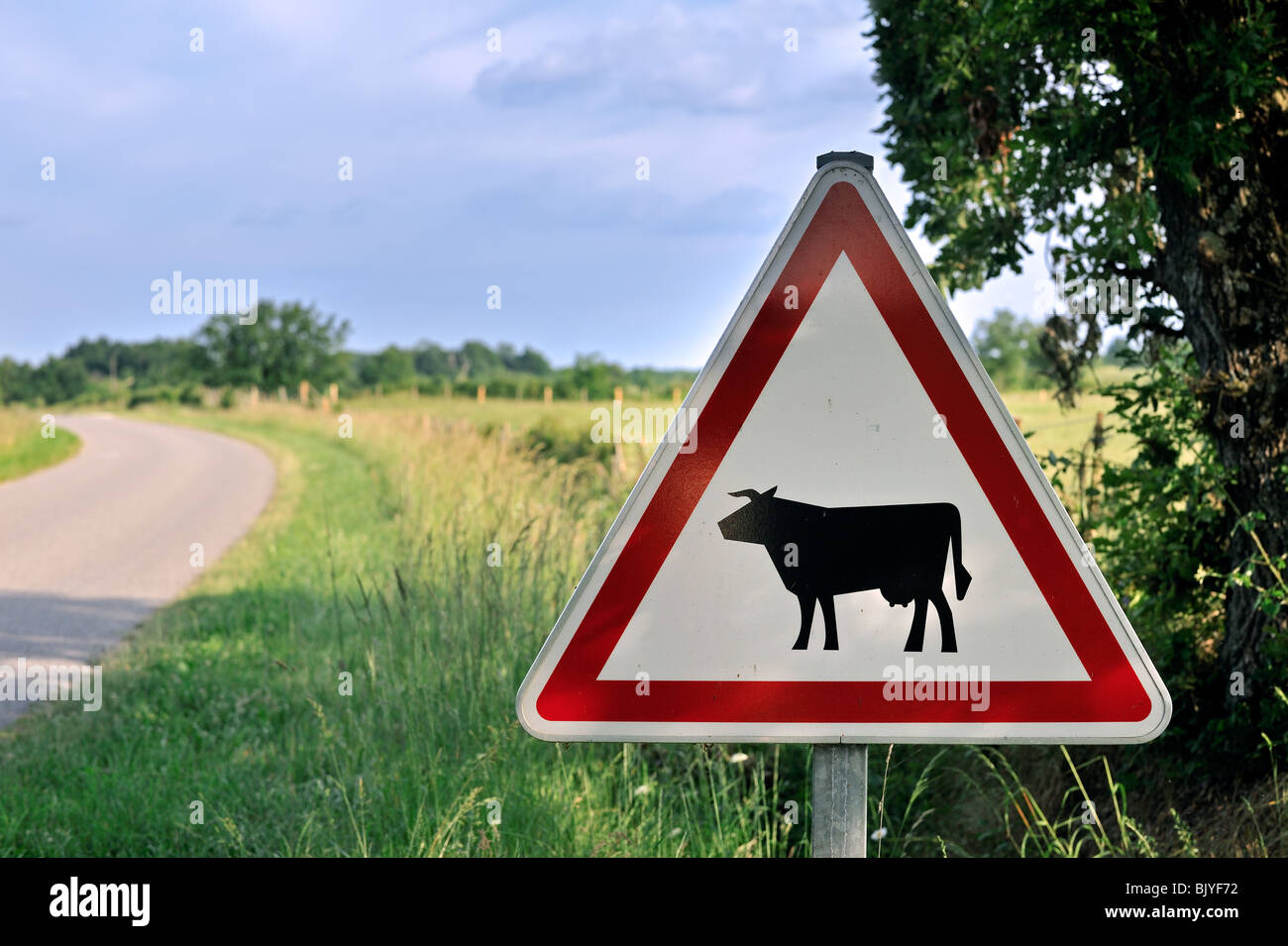 Panneau d'avertissement de danger / panneau de circulation pour les vaches / bovins traversent la route Banque D'Images