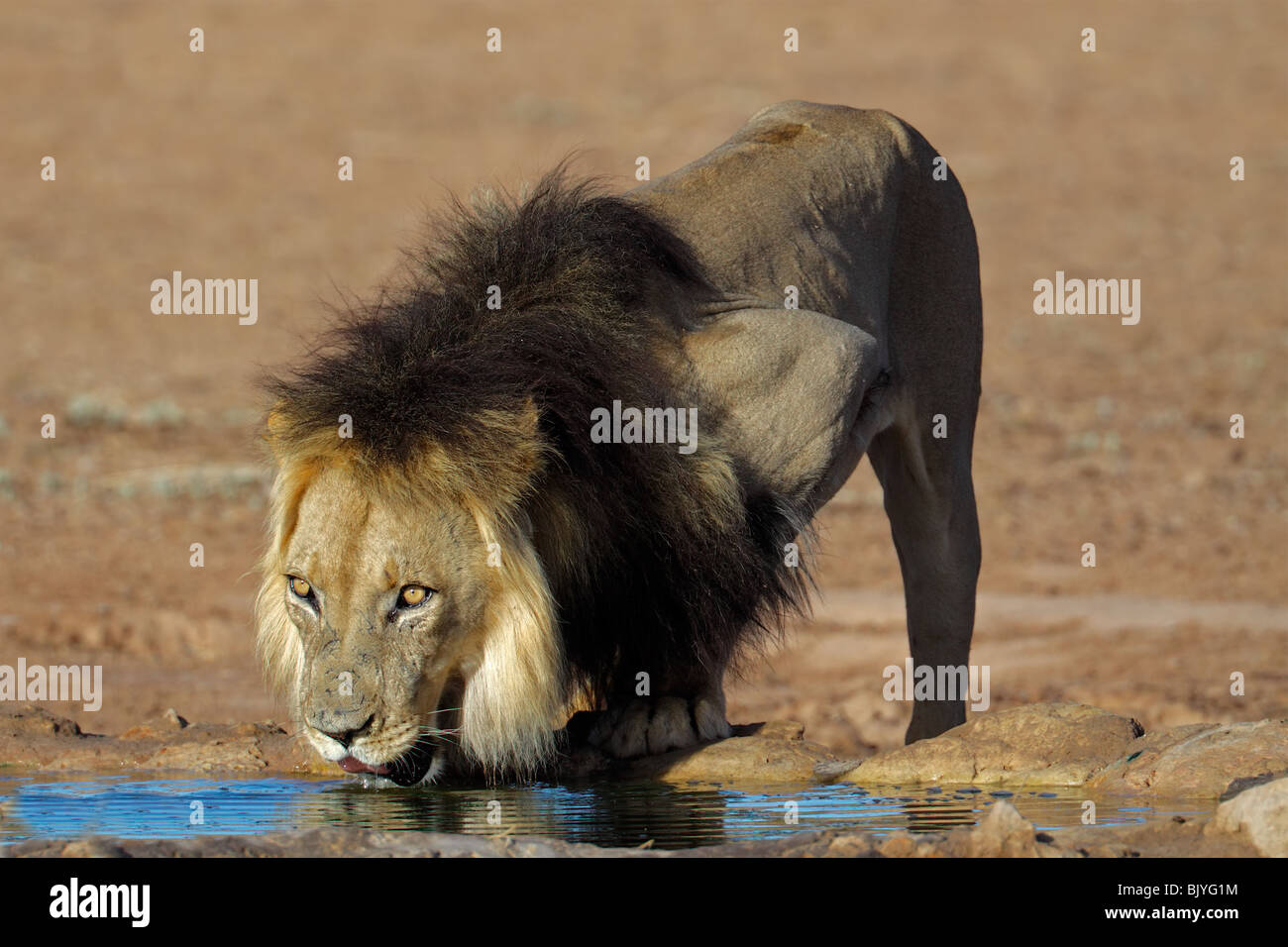 Grand mâle African lion (Panthera leo) eau potable, Kgalagadi Transfrontier Park, Afrique du Sud Banque D'Images
