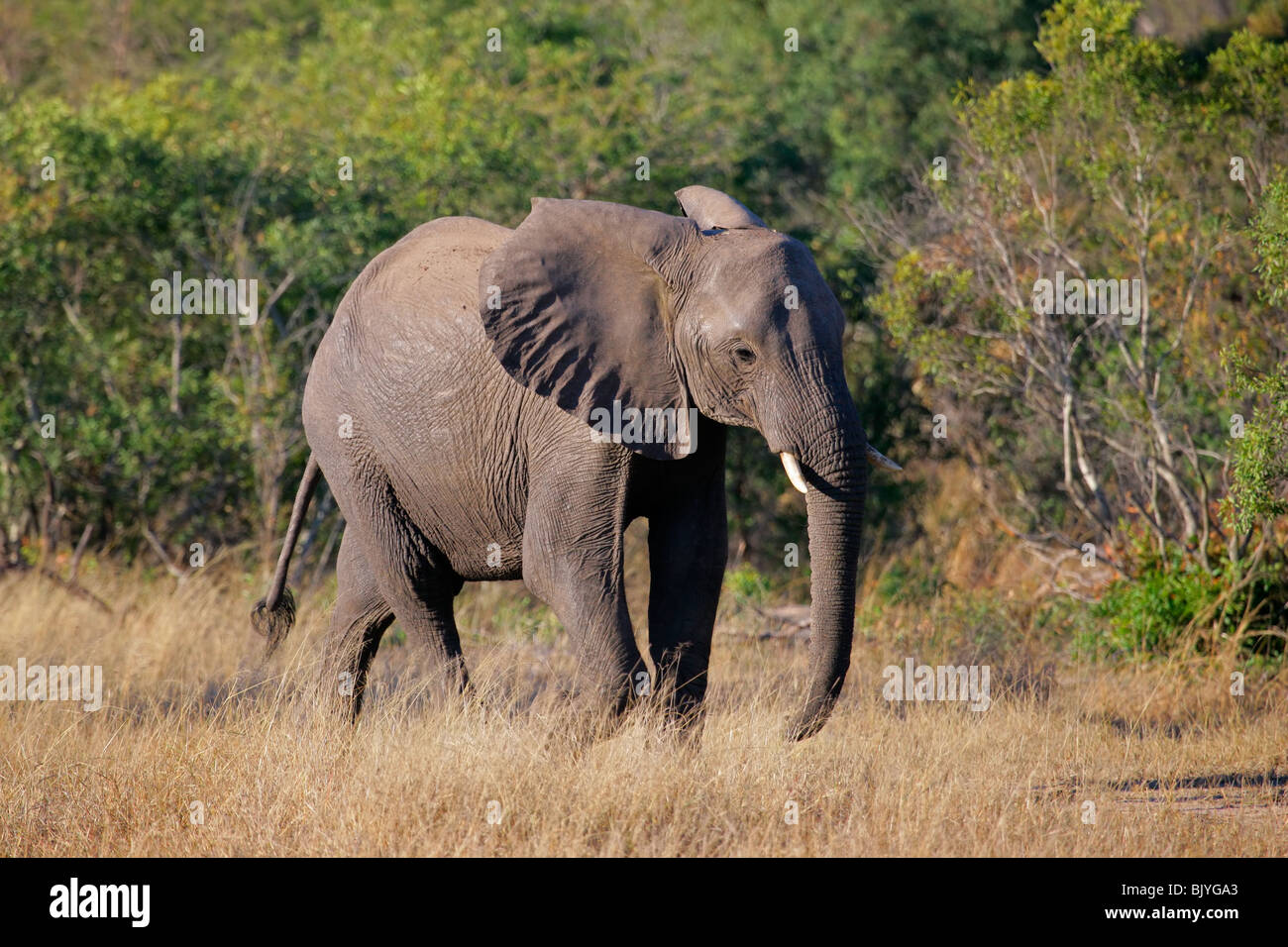 Bull d'Afrique elephant (Loxodonta africana), Kruger National Park, Afrique du Sud Banque D'Images