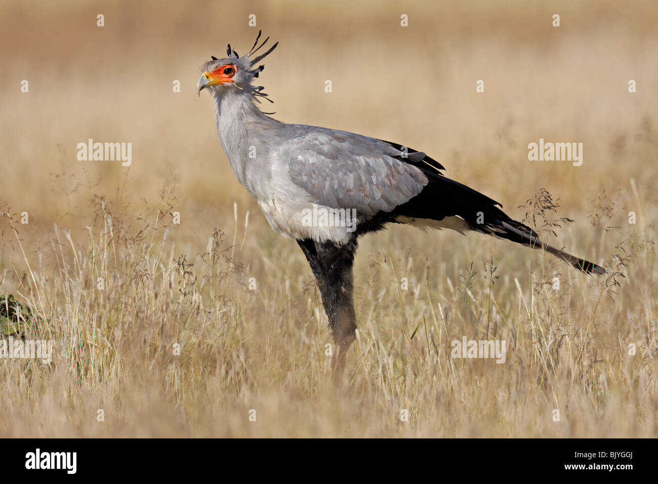 Oiseaux (Sagittaire serpentarius secrétaire), balade dans les prairies, Afrique du Sud Banque D'Images
