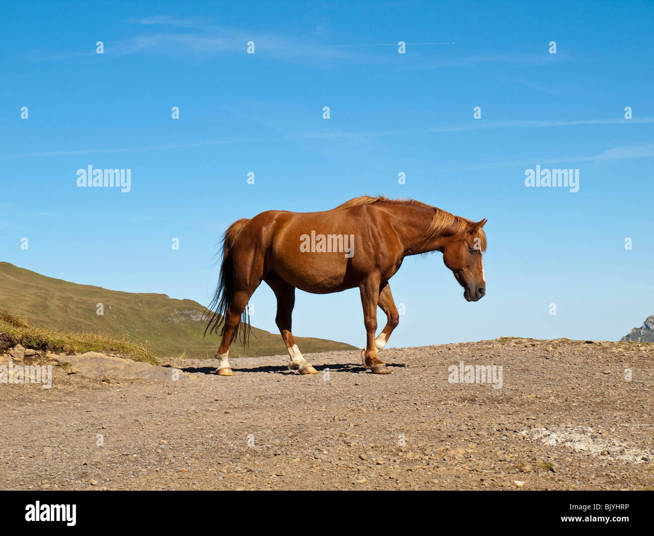 Balades à cheval dans la montagne Banque D'Images