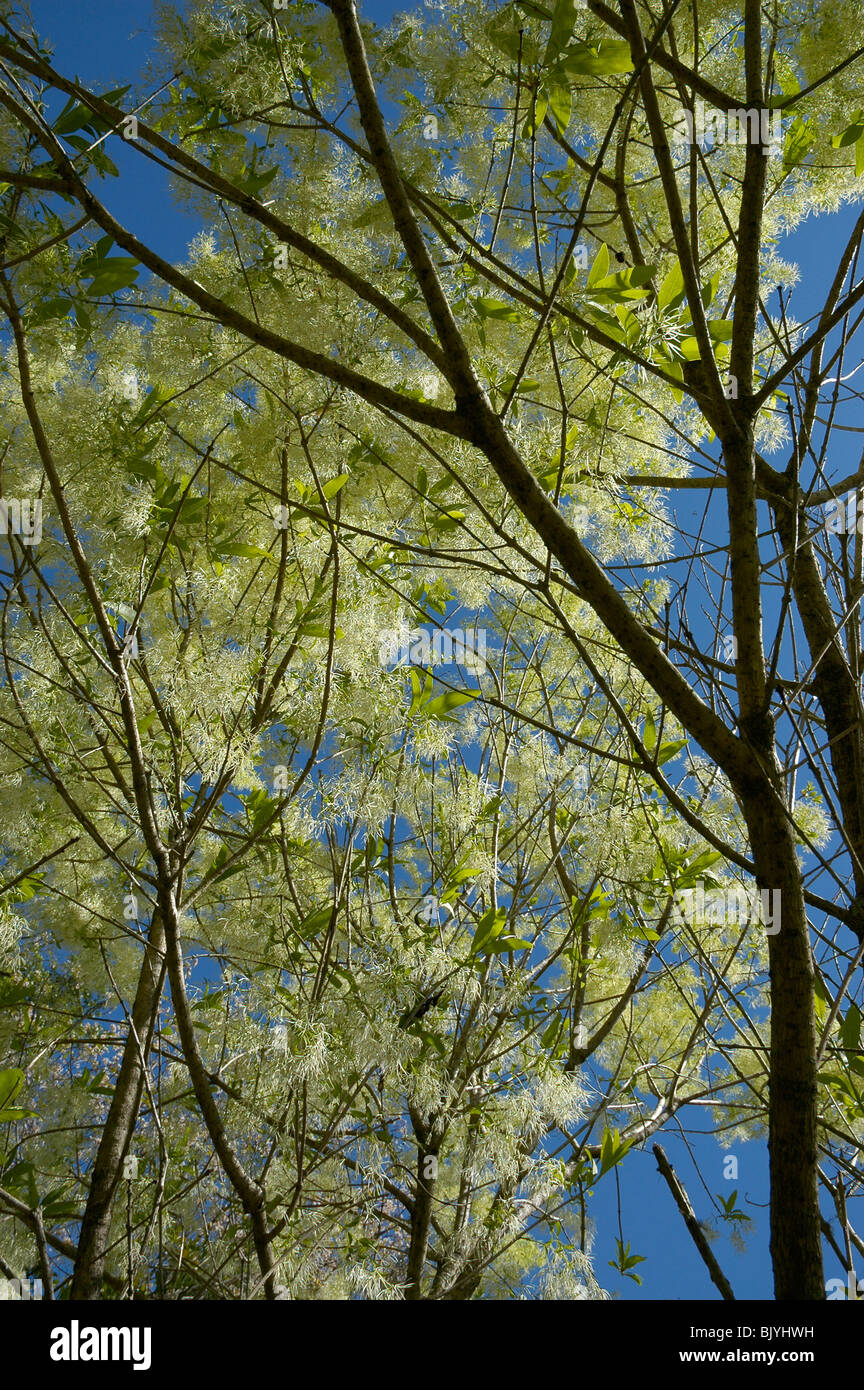 Jardin de printemps annuel festival à Kanapaha Botanical Gardens Florida Gainesville ou Fringe Chionanthus virginicus arbre de fumée Banque D'Images