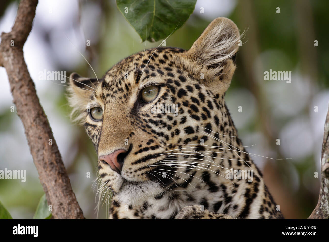 Portrait d'un léopard dans un arbre dans le Maasai Mara du Kenya Banque D'Images