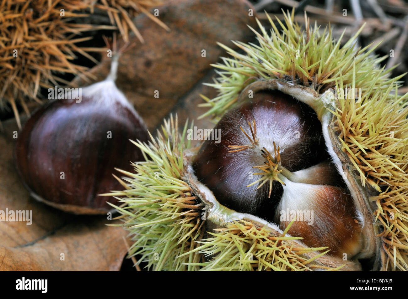 A proximité de la tortue à cupules contenant des noix de châtaignier (Castanea sativa) Banque D'Images