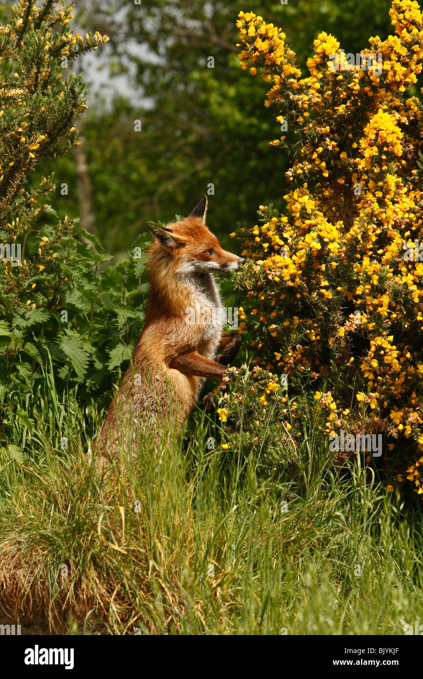 Fox sur pattes à la recherche dans l'ajonc bush. Banque D'Images