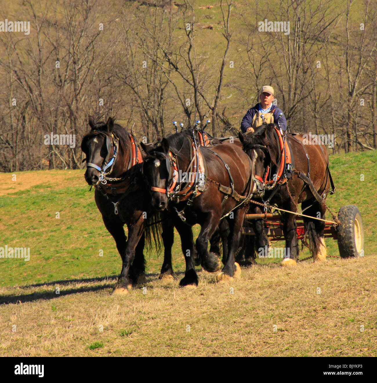 Équipe de chevaux percherons herser, Middlebrook, Virginie Banque D'Images