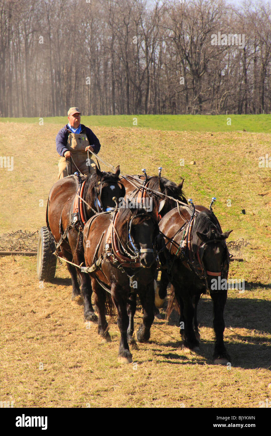 Équipe de chevaux percherons herser, Middlebrook, Virginie Banque D'Images