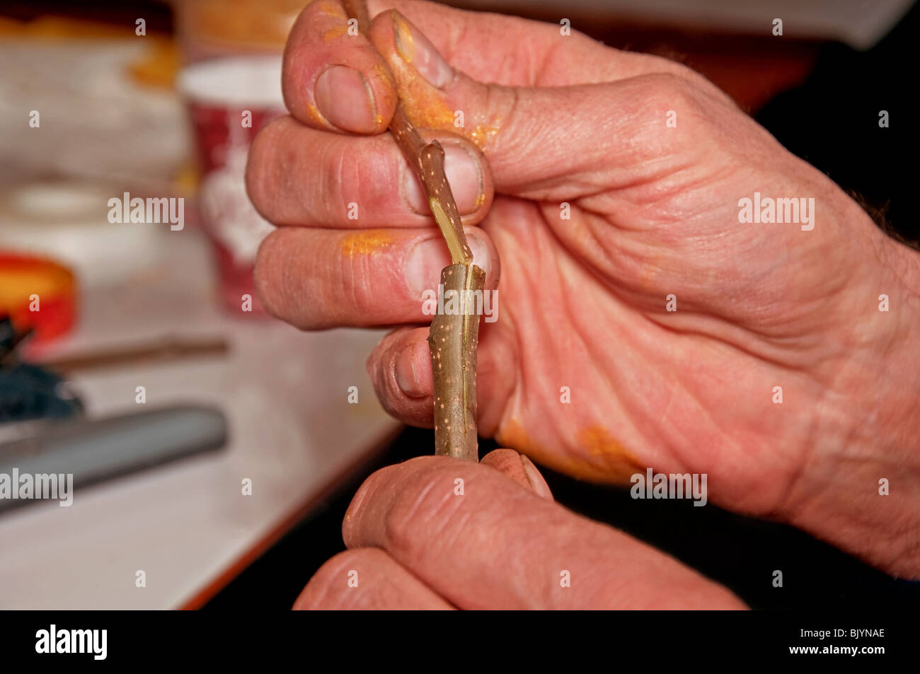 Cette photo montre un gros plan d'une main d'homme démontrant comment faire une fente sur la greffe d'arbres fruitiers dans l'horticulture. Banque D'Images