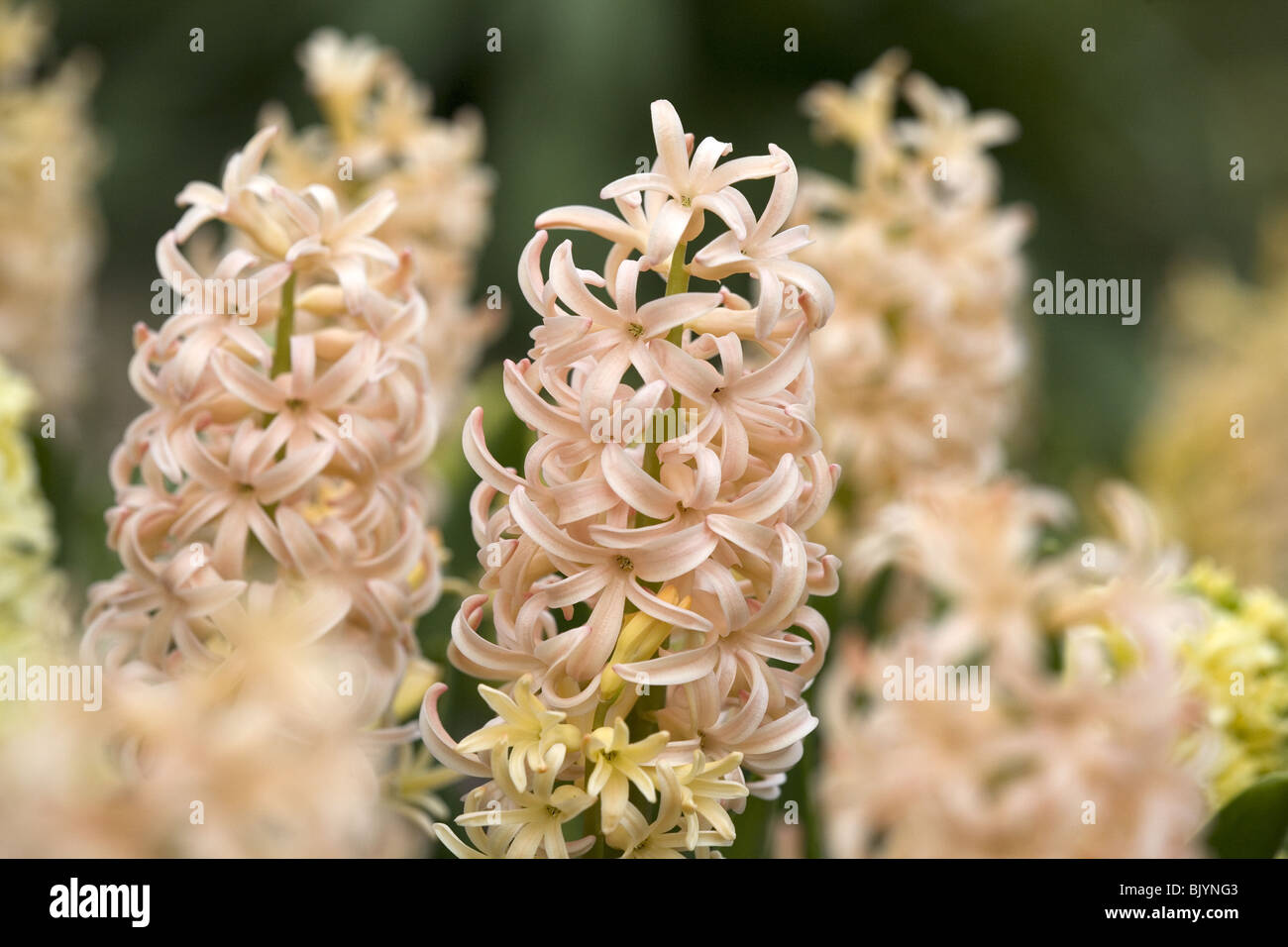 Les variétés de printemps (jacinthes Firelights" et "Ville d'Harlaam') . Banque D'Images