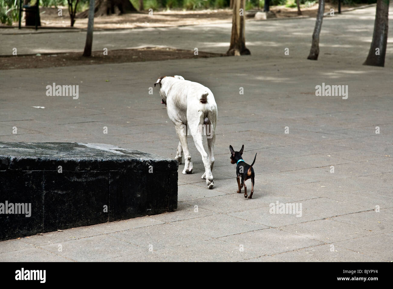 Grand chien suivi d'un petit chien chien en havre de Parque España quartier Condesa Mexico City Banque D'Images