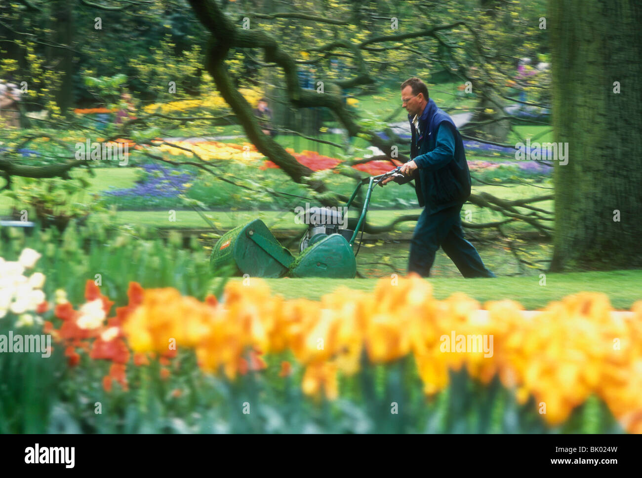 Les tulipes dans les jardins de Keukenhof aux Pays-Bas. La tonte jardinier le chemin. Banque D'Images