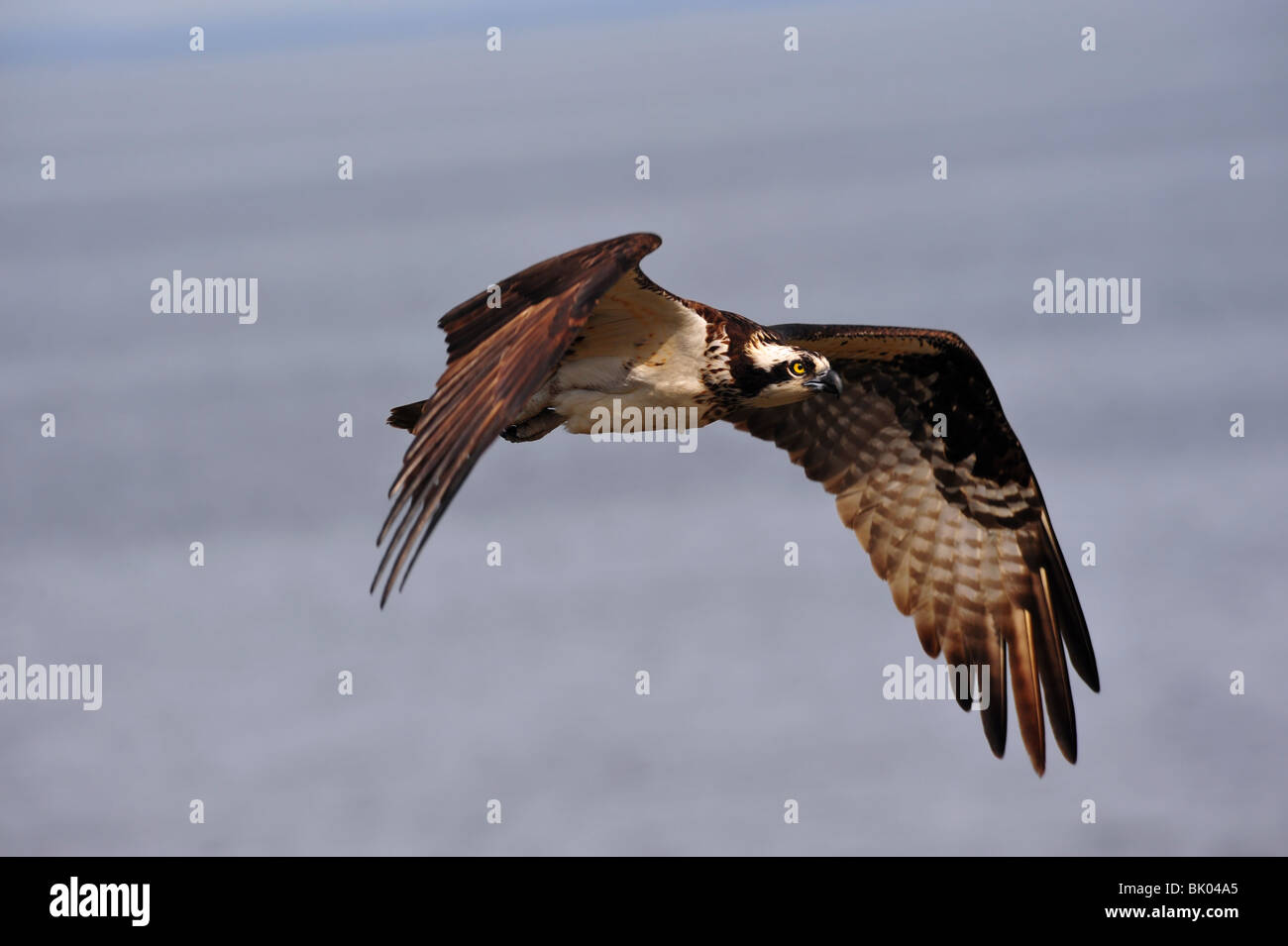 Libre d'Osprey battant Banque D'Images