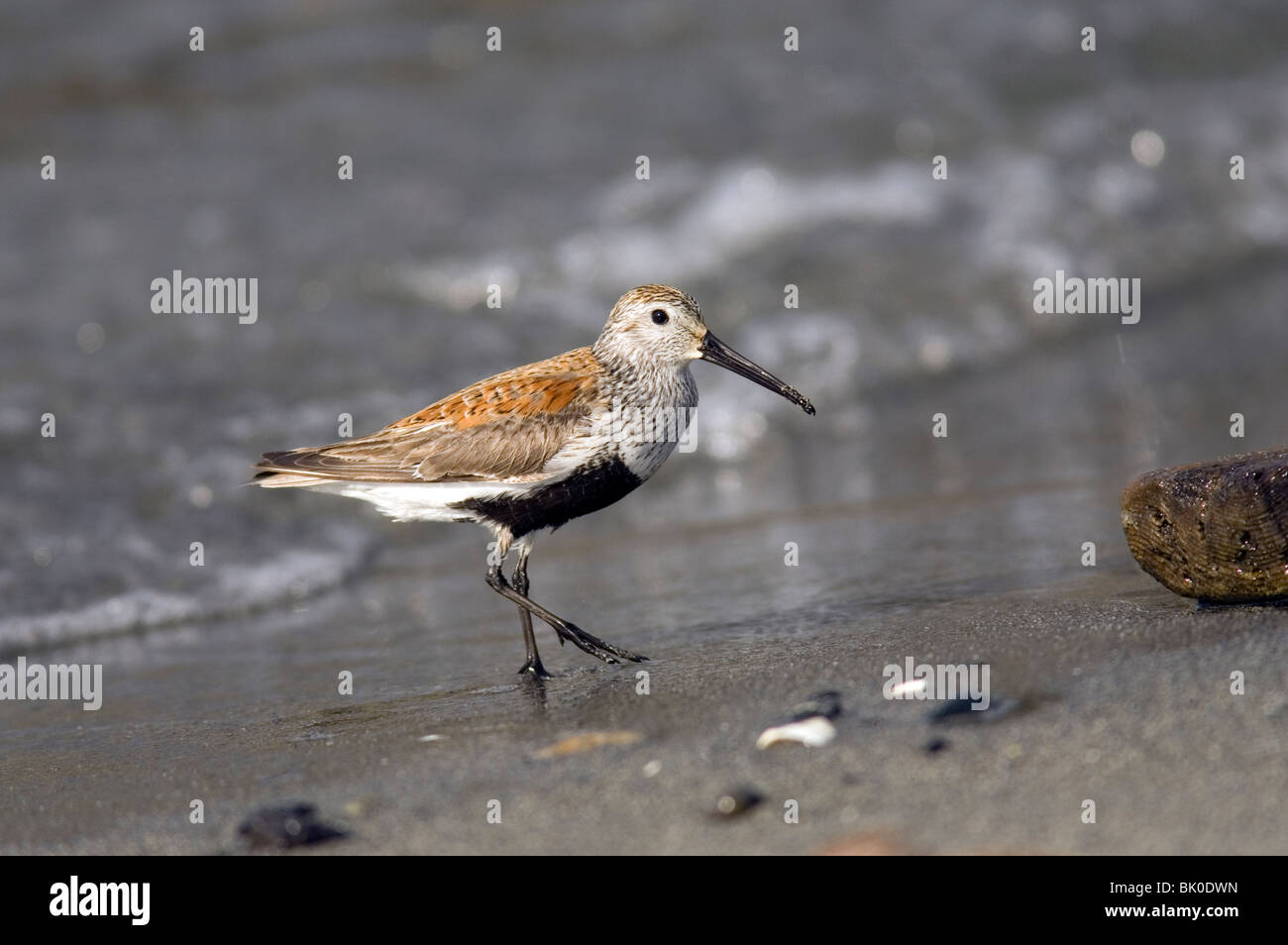 Le bécasseau variable - Spencer Spit State Park - Lopez Island, Washington USA Banque D'Images