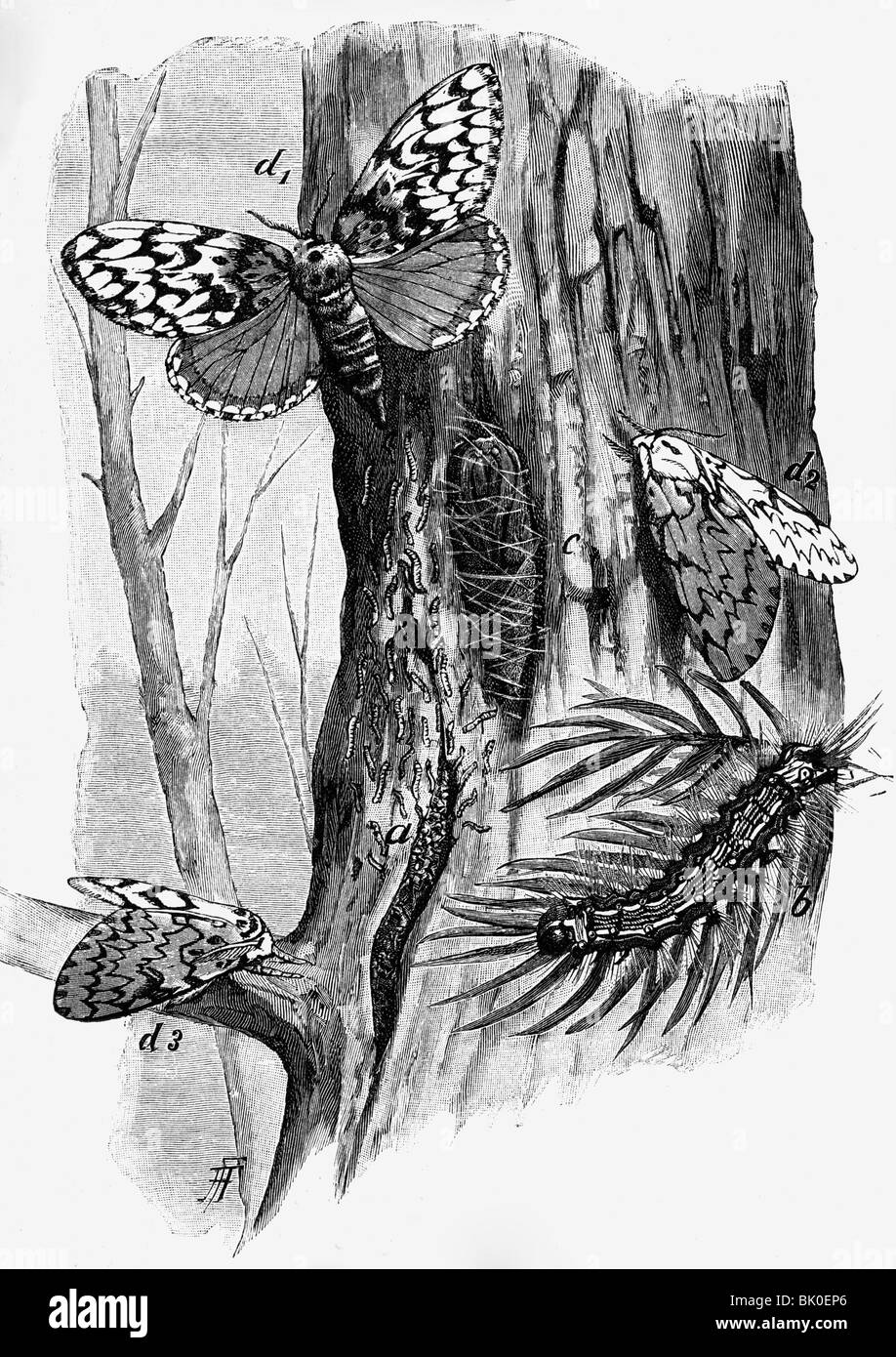 Zoologie, insectes, papillons, Nun Moth (Lymantria monacha), gravure sur bois après dessin par Federer, 2ème moitié du 19ème siècle, animaux, teramèrement, arches noires, caterpillar, cocon, historique, historique, Banque D'Images