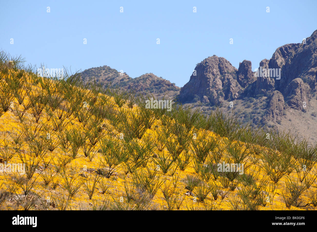 Coquelicots, mexicaine (Argemone mexicana), poussent dans les contreforts des montagnes de Santa Rita près de Green Valley, Arizona, USA. Banque D'Images