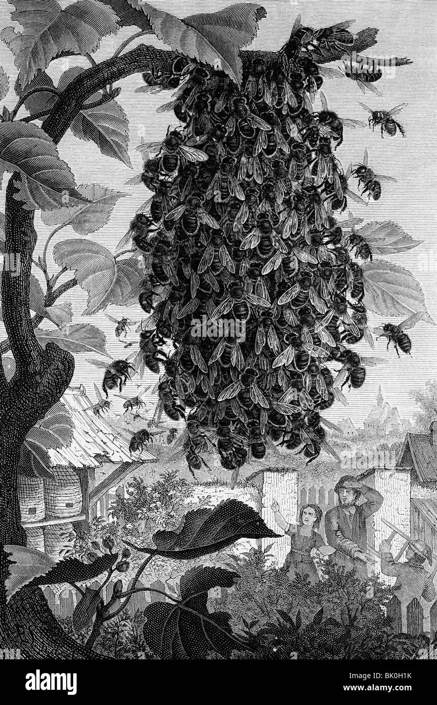Zoologie, insectes, abeilles (Apis mellifera), grappe d'abeilles, gravure sur bois, Allemagne, XIXe siècle, Banque D'Images